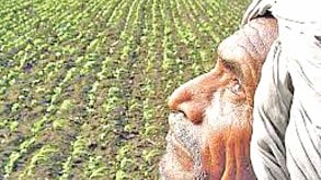 unseasonal rain sowing crisis
