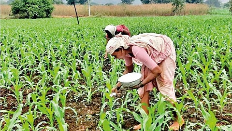 kolhapur-women-farmers-break-tradition-with-innovative-agriculture