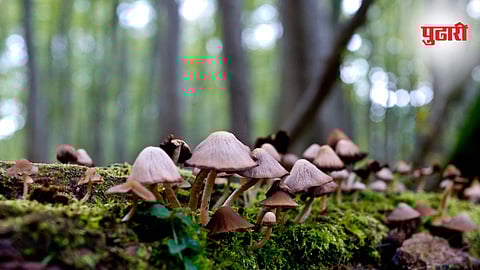  Forest Mushroom