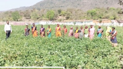 Group farming initiative