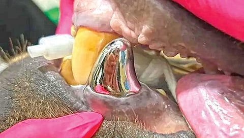 The largest dental cap on a bear's tooth