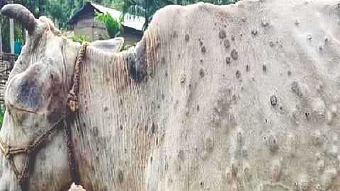 lumpy Virus Cattle Deaths  