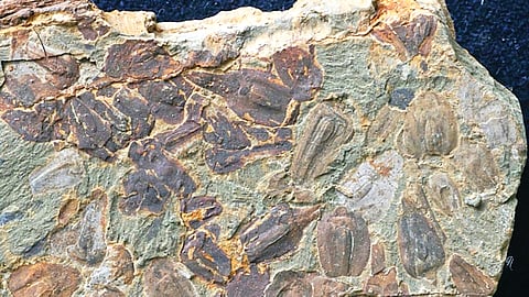 neanderthal fat factory discovered in germany