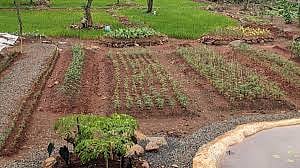 Patalipada organic farming project