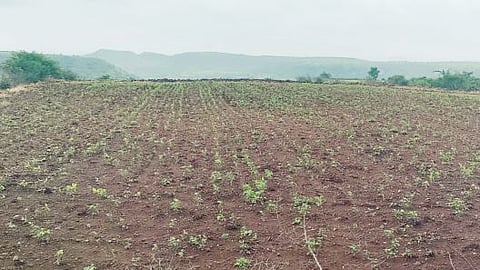 Crop loss in Ambegaon