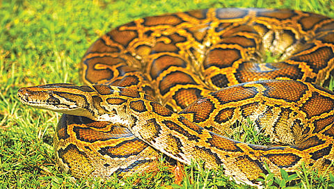 burmese python digests bones thanks to special cells