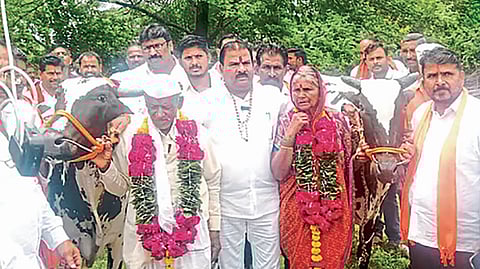 MLA Gaikwad bull unfit 