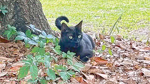 new-virus-discovered-due-to-cat