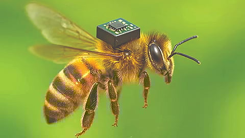 china-turns-bee-into-a-spy