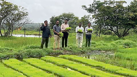 Bhor Agriculture
