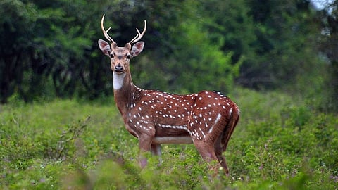 Pune zoo chital dead