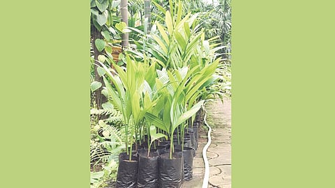 Rotha Supari Shrivardhan