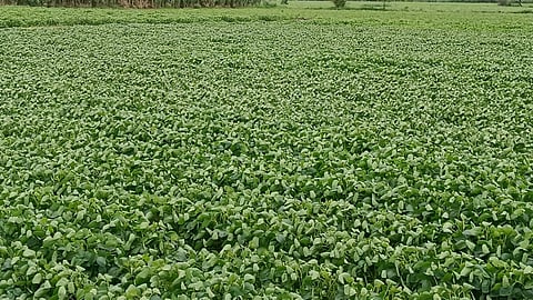 Soyabean Crop