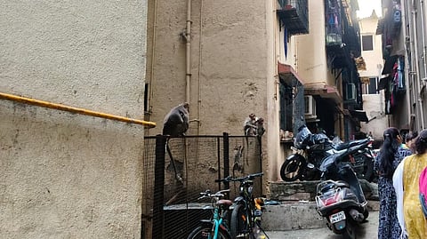 Monkey nuisance Maharashtra