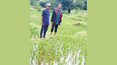 Wild Bisons Destroy Crops