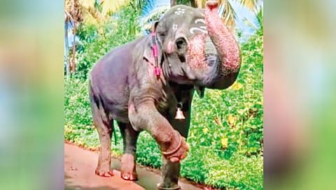 Nandani 'Mahadevi' elephant