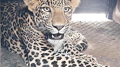 देवळाली कॅम्प  (नाशिक)