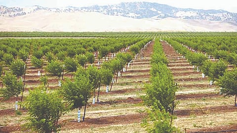 Bhausaheb Fundkar Yojana