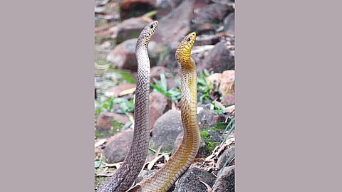 Snake sightings in rainy season