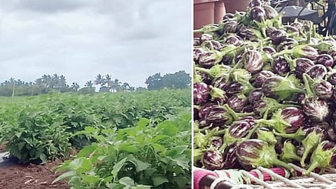 Farmers benefit from brinjal crop
