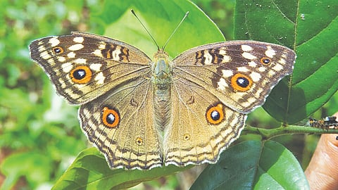 masai-plateau-radhanagari-panchganga-biodiversity-rich-zone