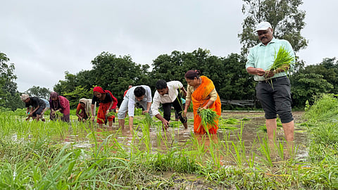 आमदार मंजुळाताई गावित आणि सीईओ विशाल नरवडे यांच्याकडून चिखलात उतरून भात लागवड