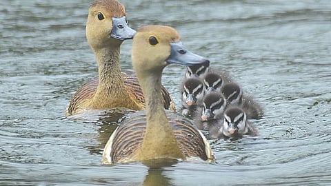 Ballaleshwar lake ducks