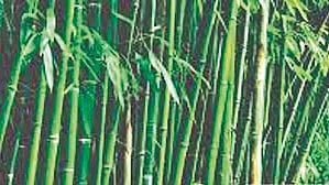 Bamboo Farming