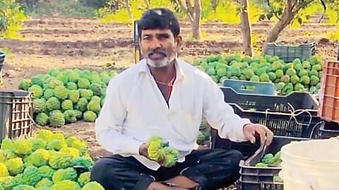 Purandar Custard Apples