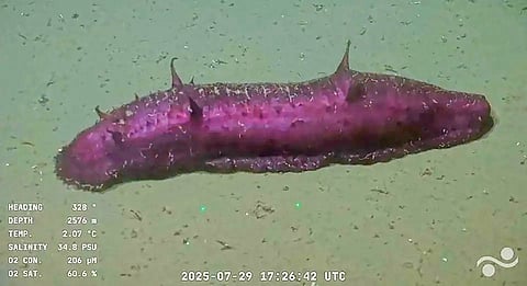 over-40-new-species-discovered-in-argentina-sea