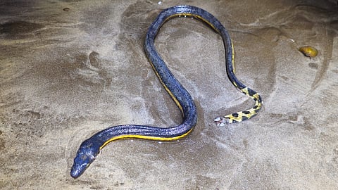 Rare sea snake