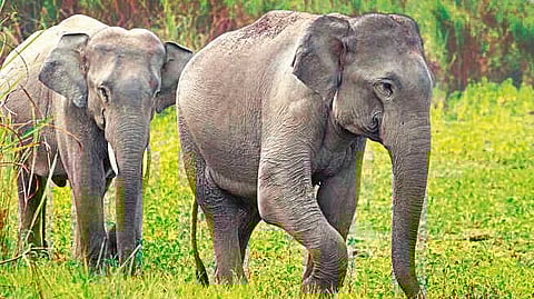 legal-battle-for-rescue-of-three-elephants-in-karnataka