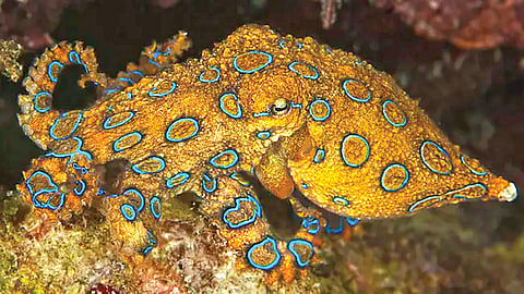 blue-ringed-octopus-1200-times-deadlier-than-cyanide