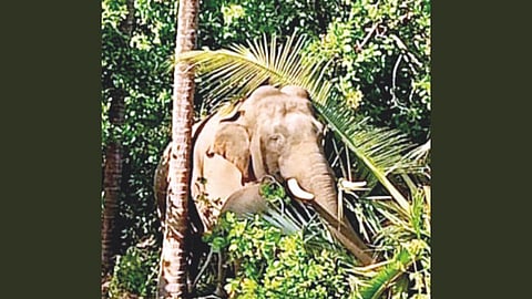 Elephant Issue Dodamarg Meeting