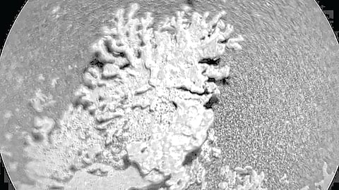 Coral-Like Rock Mars