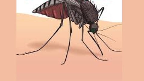 dengue fever in tropical climate