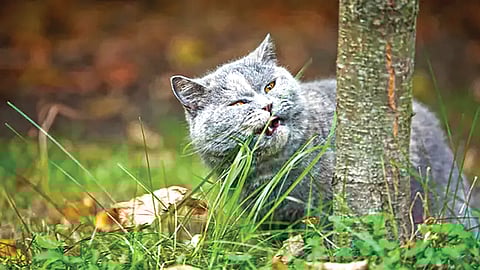 why-dogs-or-cats-eat-grass