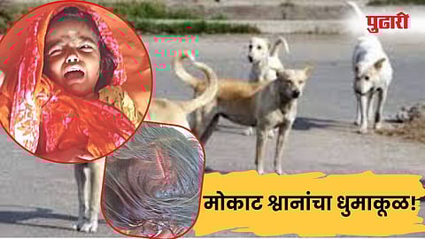 Stray Dogs Attack ! मोकाट श्वानाचा 3 वर्षांच्या चिमुकलीवर हल्ला 