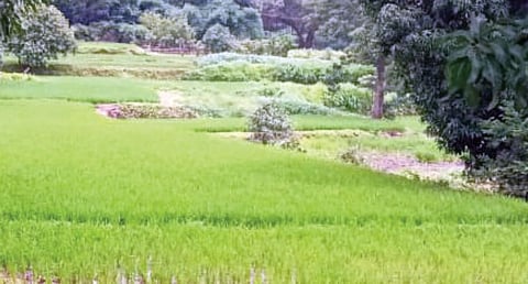Paddy Crop Loss