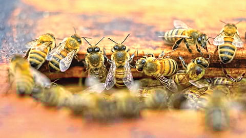 Environmental crisis pollinators
