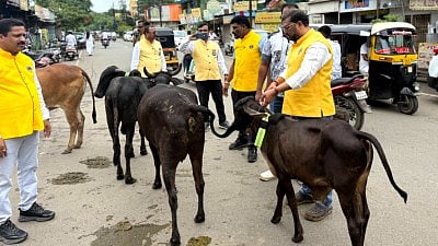 Stray cattle safety