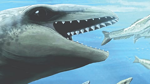 Scientists Discover 25-Million-Year-Old Whale Fossil