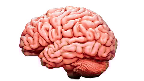 connexin-proteins-control-blood-flow-in-brain