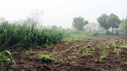 Heavy rains cause damage to crops