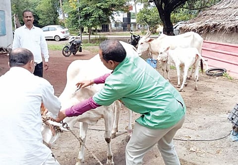 Baramati cattle vaccination