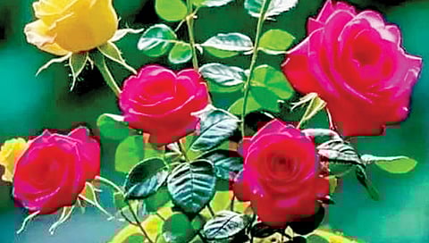 plastic-flowers-still-dominate-markets-despite-state-ban