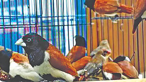 Ulwe bird smuggling case