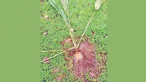 Dodamarg wild animals Nuisance