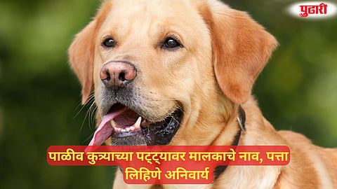 Nagpur Pet Dog Regulations 