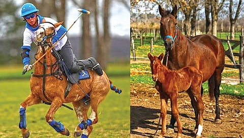 genetically modified super horse polo